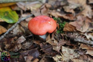 russula mairei (1000 x 667).jpg_product